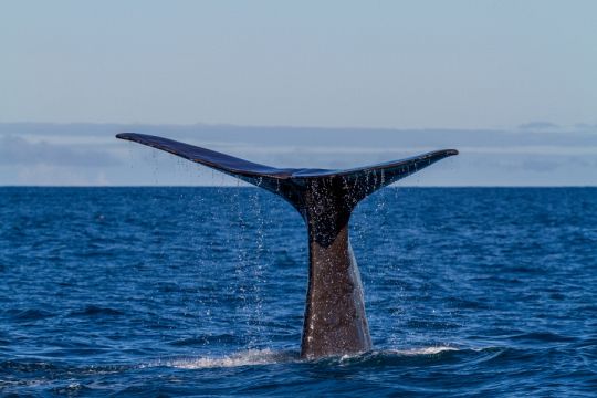 Hvalsafari i Kaikoura